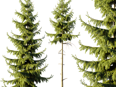 spruce landscape tree