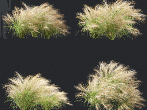 Modern feathered reed grass