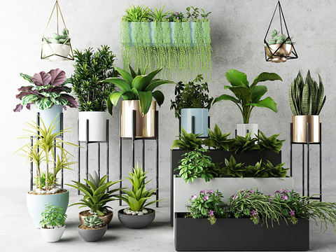 Modern indoor plants potted