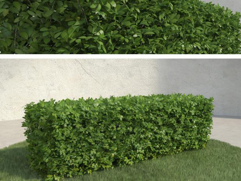 Modern Green Plant Shrub Free