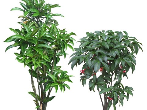 modern green plant shrub psd