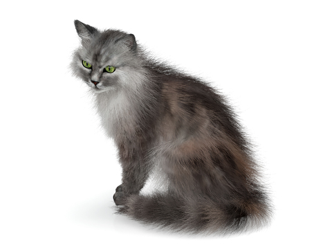 Pet Cat Persian Cat