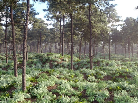 Forest landscape pine tower trees fern greenery