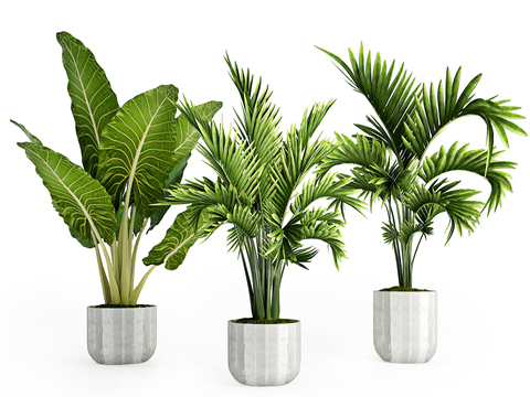 Modern plants potted free