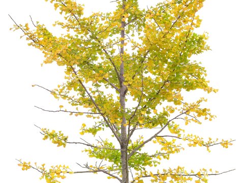 yellow leaf trees psd