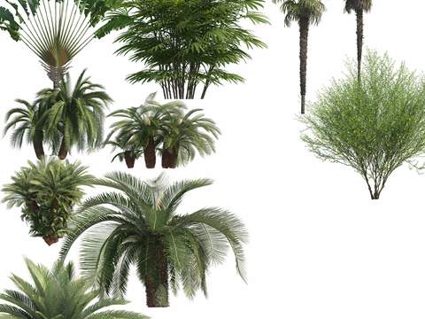 modern green plant tree coconut tree psd