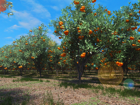 Modern Orange Orchard