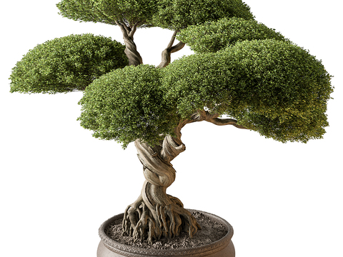 Pine Tree Bonsai Welcome Pine