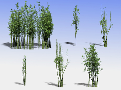 Modern landscape bamboo