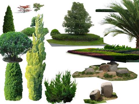 modern big tree tree landscape tree psd