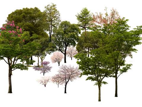 modern maple cherry tree landscape tree psd