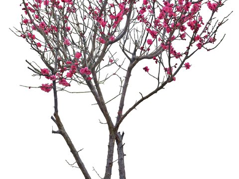 modern peach blossom tree psd