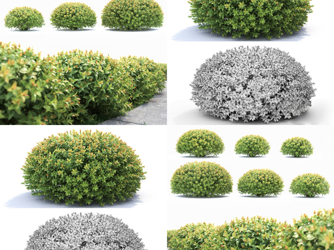 Modern shrub hedge