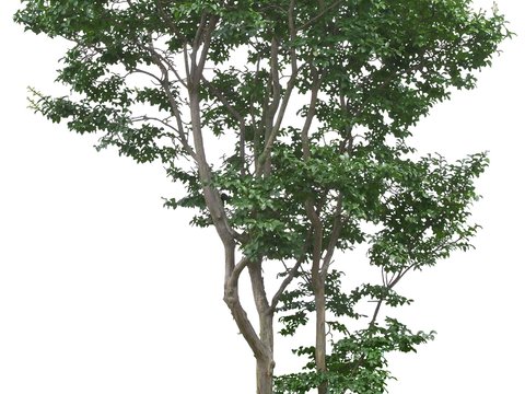 Sophora tree street trees psd