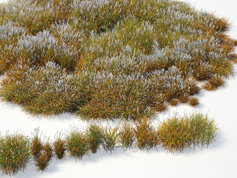 Purple Mango Marsh Miscanthus