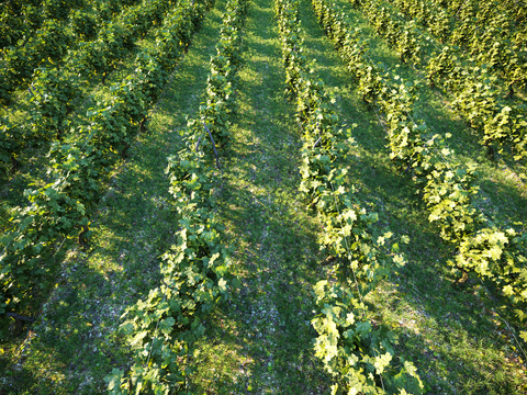 Farm Orchard Vineyard