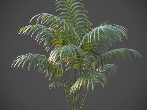 Modern Green Plant Shrub Free