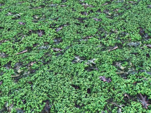 grassland shrub land land marsh