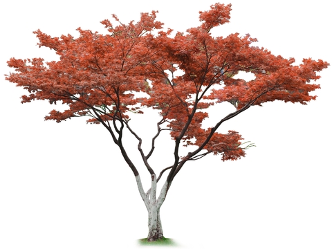 red maple trees psd