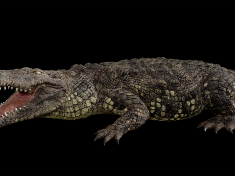 Modern Crocodile