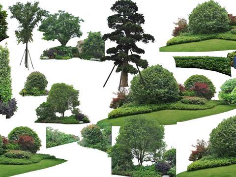 modern big tree tree landscape tree psd