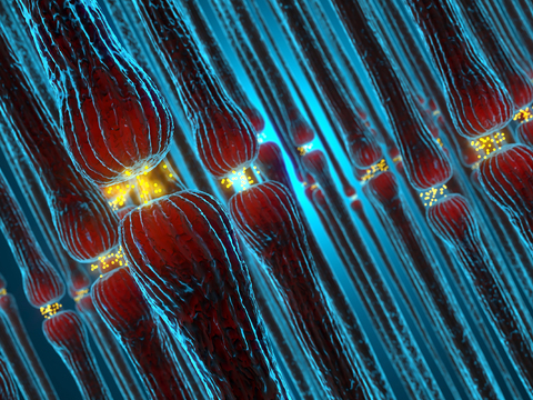 neuronal cell