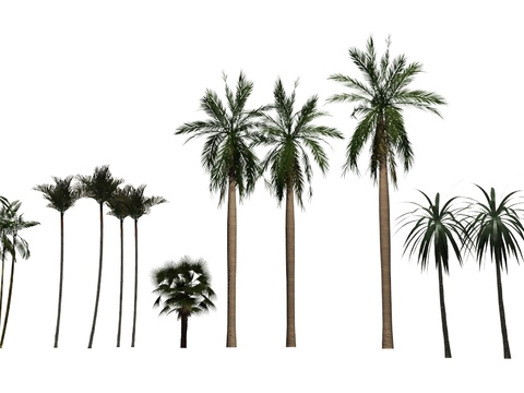 modern coconut tree trees landscape tree psd