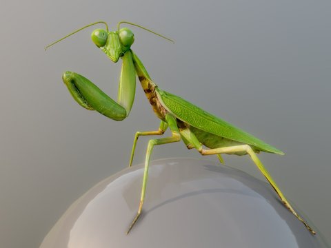 Modern Mantis