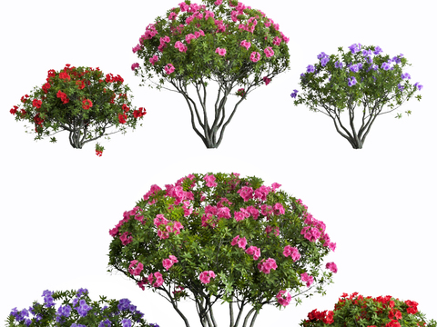 modern plant flowers