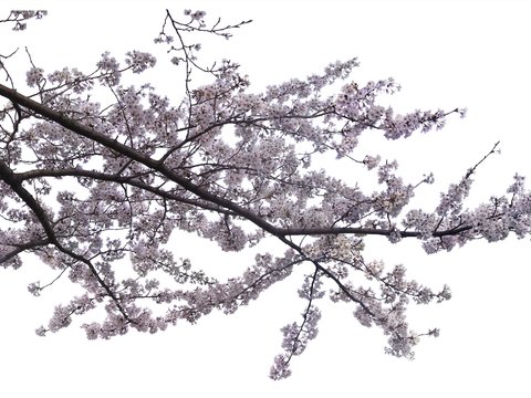 cherry blossom psd