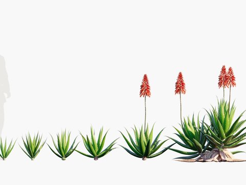 Modern succulent plant Aloe vera