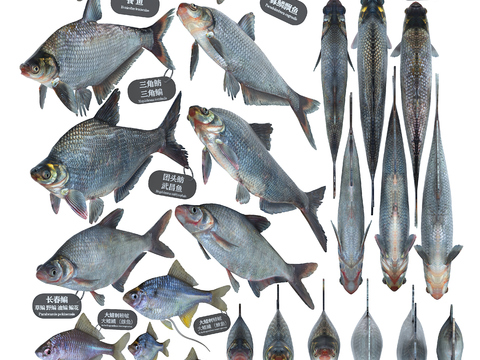 Modern bream head bream Wuchang fish Rhodefish