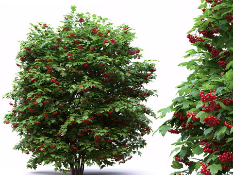 viburnum shrub trees