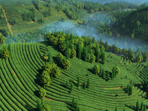 Modern Mountain Tea Garden Landscape