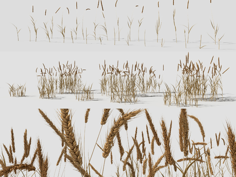 modern farmland wheat