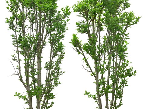 modern green tree psd