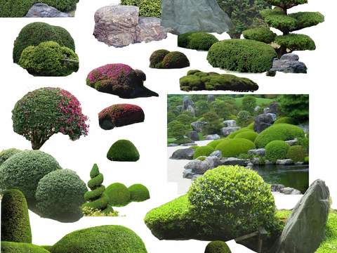 green plant shrub ball stone psd