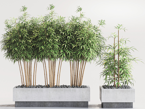 Modern bamboo potted plant