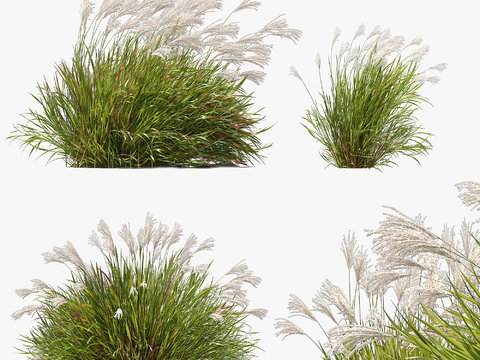 Miscanthus flowers and grasses