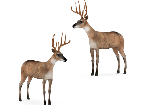 modern male deer