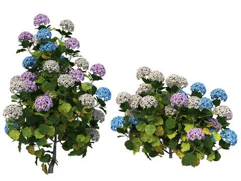 purple blue hydrangea psd