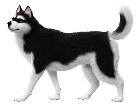 Modern Pet Dog Husky