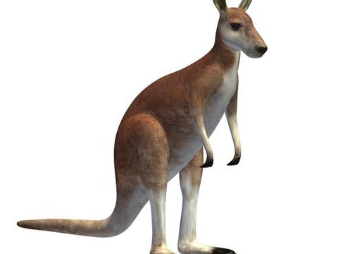 Modern Kangaroo Free