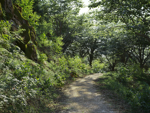 Natural wind forest path landscape