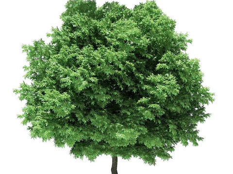 Modern Silver Maple Free