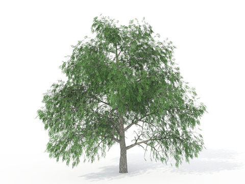 Modern pecan tree free