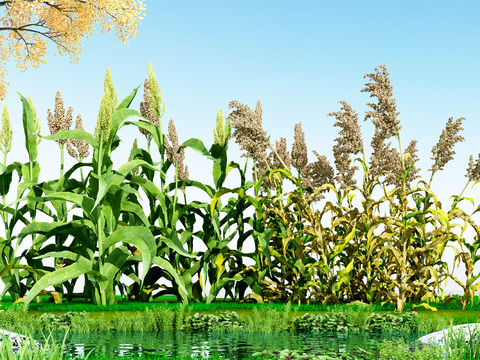 Modern Sorghum Crops