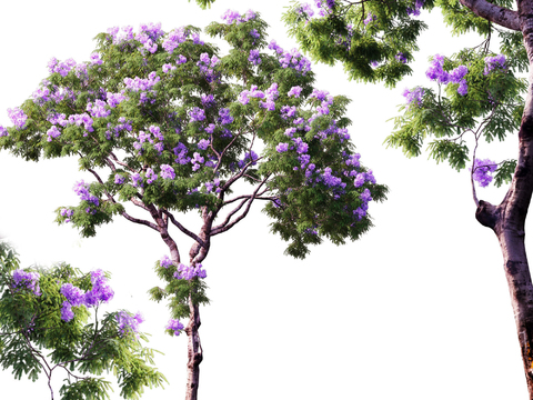 Jacaranda Landscape Tree Flower Tree