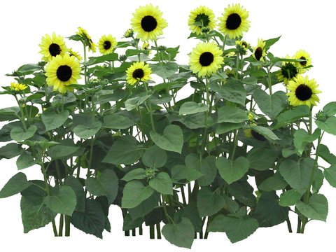 modern green plant sunflower psd