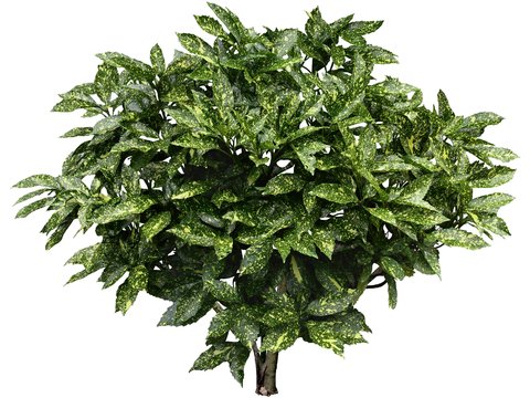 modern green plant shrub psd